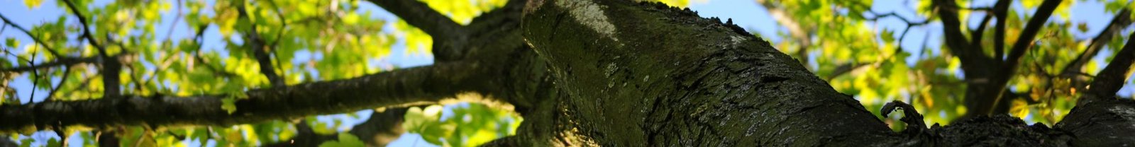 Exceder expectativas en los clientes: “El árbol que pagaba la cuenta” – Caso real –